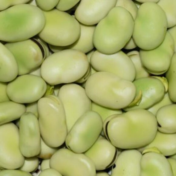 frozen broad beans 580x580