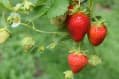 gallery_1_4
